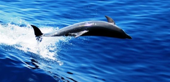 Thalassapedia, μια ιστοσελίδα εκπαίδευσης και γνώσης Thalassapedia, μια ιστοσελίδα εκπαίδευσης και γνώσης